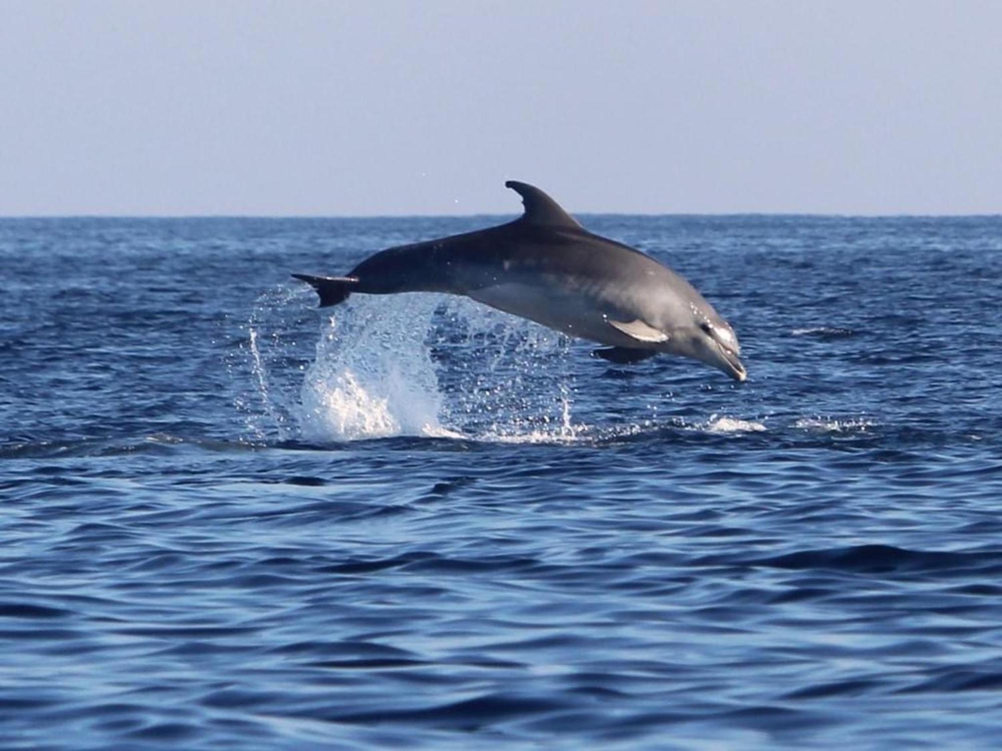 Hola Torrevieja Daire Dış mekan fotoğraf
